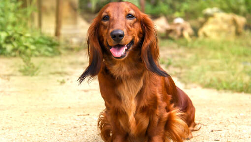purina-bg